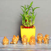 Combo Of Luck - Bamboo Plant Online