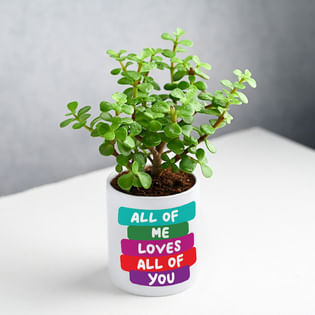 Buy Jade Plant Online