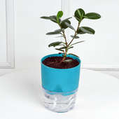 Buy Compacta Potted Plant Online
