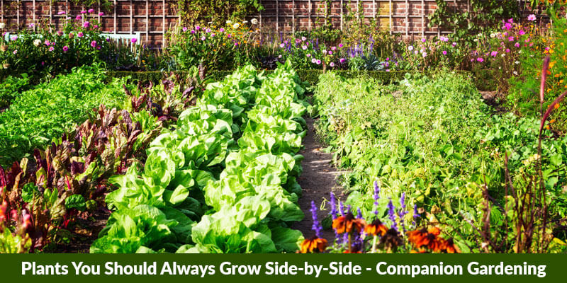 Plants You Should Always Grow Side-by-Side - Companion Gardening