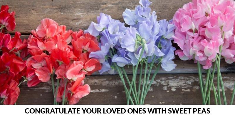 Congratulate Your Loved Ones with Sweet Peas