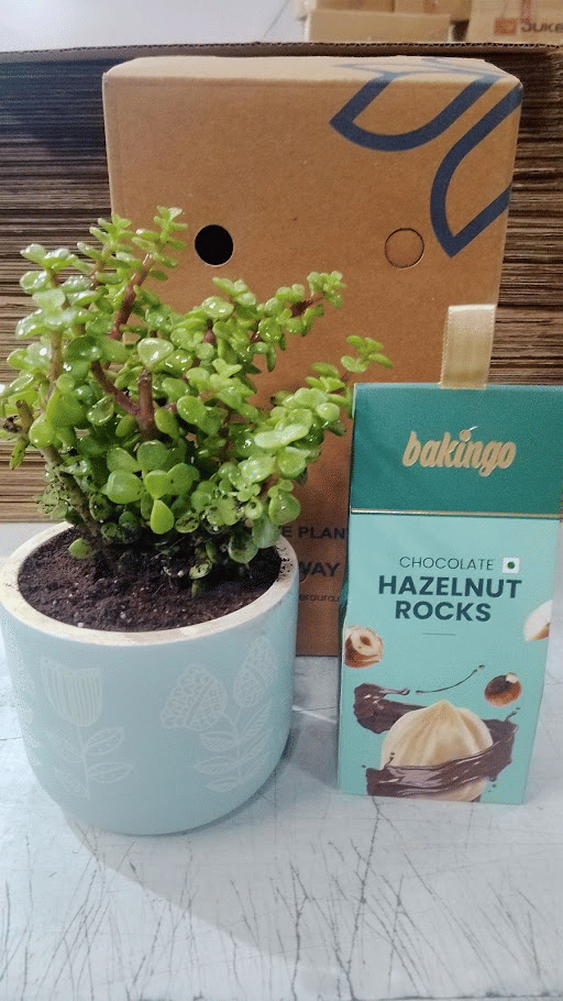 Serene Jade In Hand Painted Blue Terracotta Pot With Chocolate