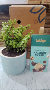 Serene Jade In Hand Painted Blue Terracotta Pot With Chocolate