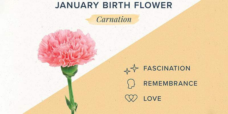 Everything You Need To Know About Carnations, January Birth Flower 