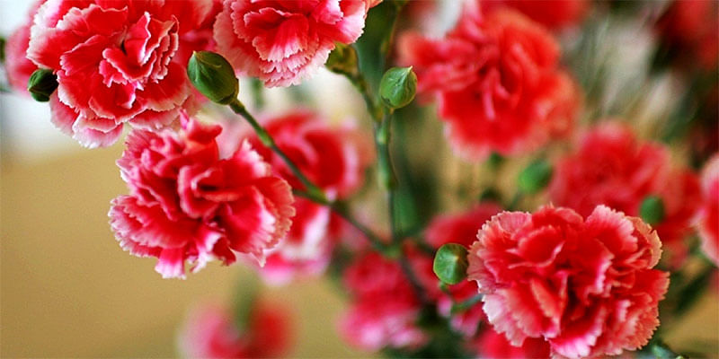 Everything You Need To Know About Carnations, January Birth Flower 