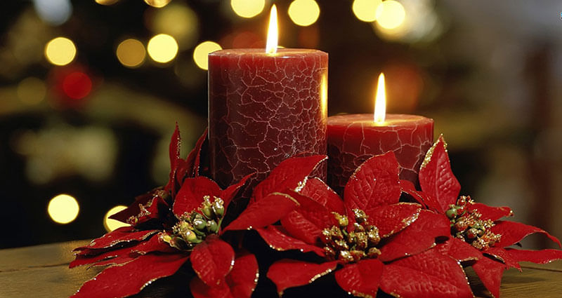 7 Christmas Flowers That Say Merry Christmas Like Nothing Else