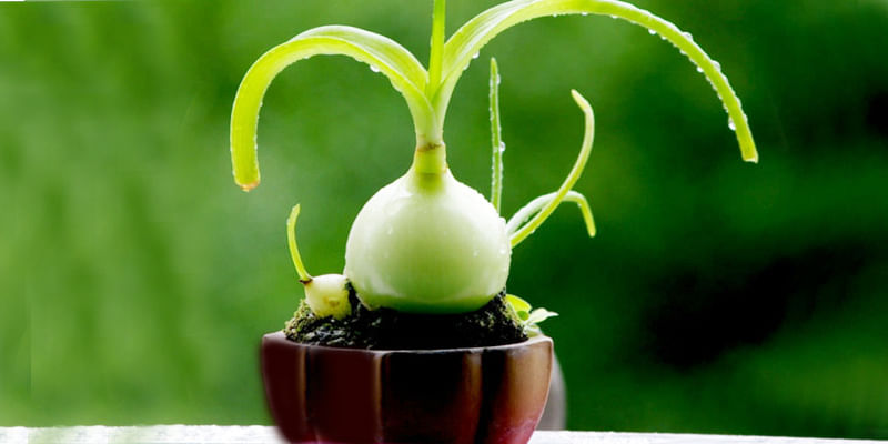 10 Unusual Houseplants That Will Leave You Wonderstruck 