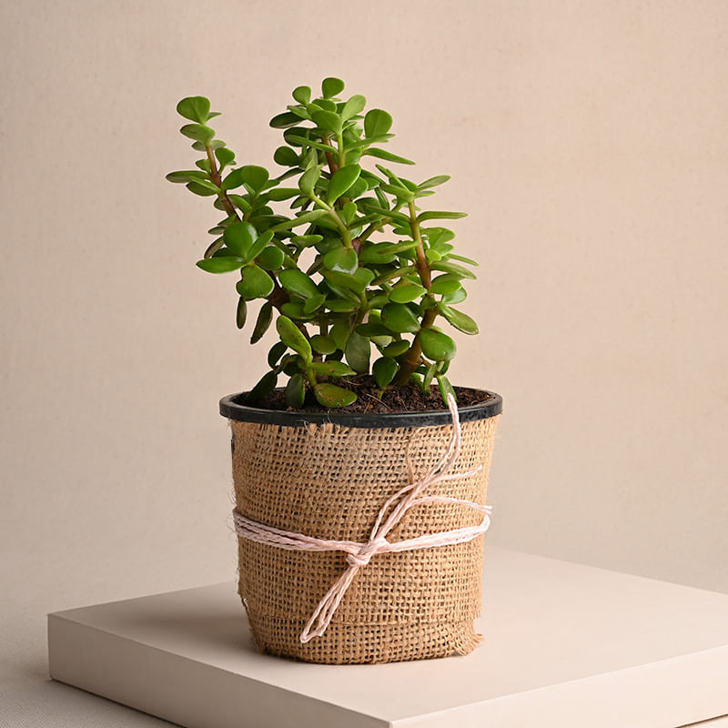 Buy Jade Plant Online 