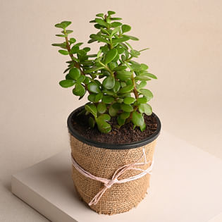 Send Jade Plant Online 
