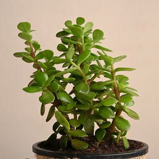 Order Jade Plant Online