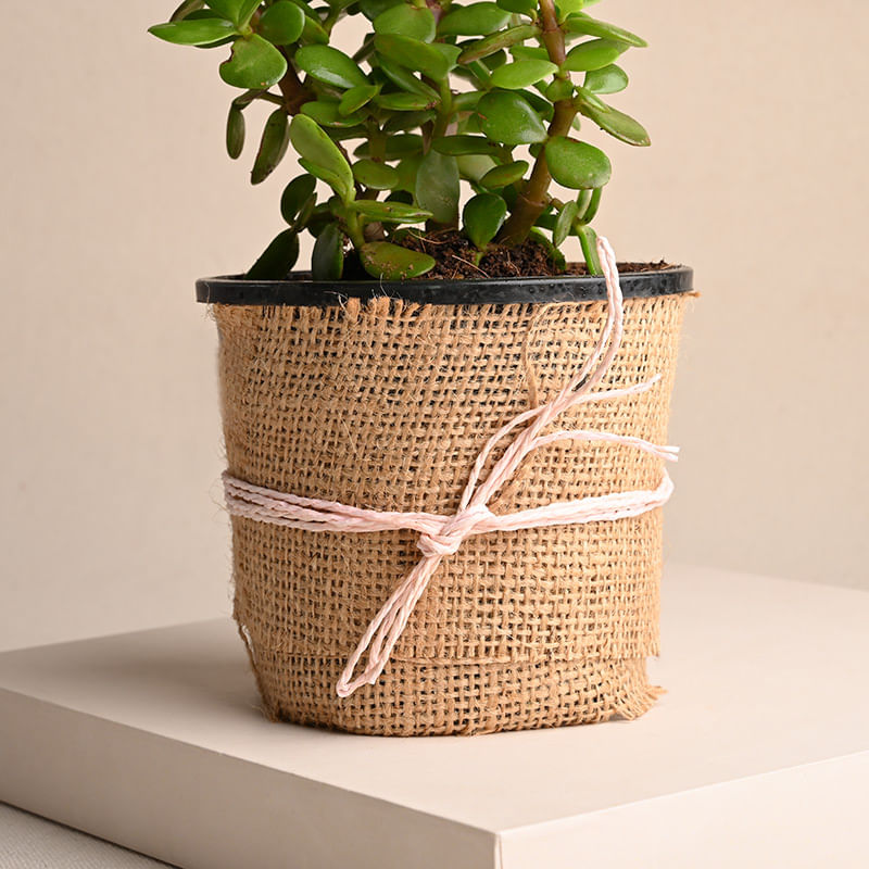 Jade Plant Online