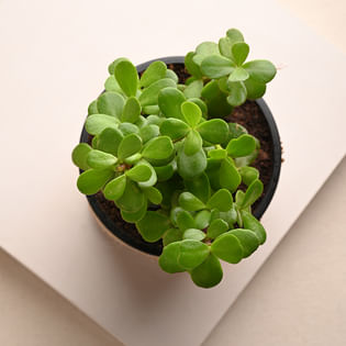 Jade Plant Online