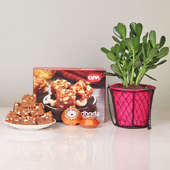 Diwali Gift Combo of Crassula Ovata Plant And Doda Barfi Box