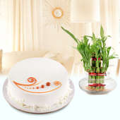 Creamy Delight Combo - A gift hamper of vanilla cake and lucky bamboo plant