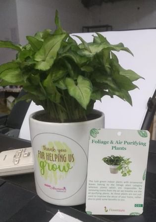 Creatik Innovation-Syngonium Plant In Mug