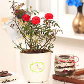 Red Rose Plant and Oreo Jar Cake Combo