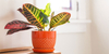 Croton Plant Care Guide: Everything You Need to Know