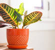 Croton Plant Care Guide: Everything You Need to Know