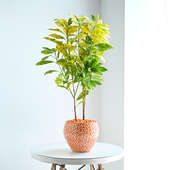 Croton Plant In Orange N White Apple Pot