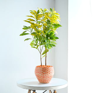 Croton Plant In Orange N White Apple Pot