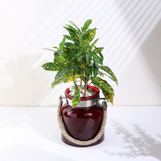 Crotons Plant In Red Glass Jar