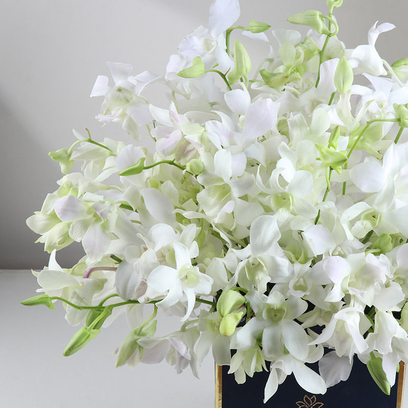 Crown Of White Orchids