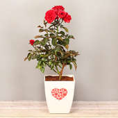 Red Rose Plant for Rose Day Gift