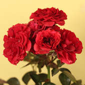 Send Red Rose Plant Online