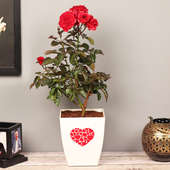 Order Red Rose Plant Online