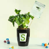 Curly Personalised Plant