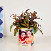 Custom Cryptanthus Plant With Personalised Vase
