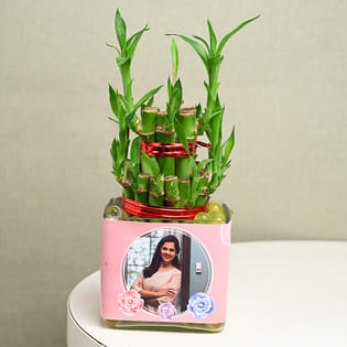 Custom Lucky Bamboo Plant