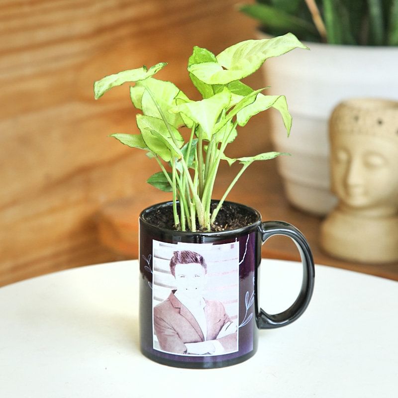 Custom Money Plant Mug