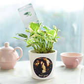 Customised Pothos Plant - Good Luck Plant Indoors in Conical Printed Vase