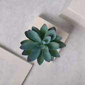 Buy Cute Artificial Succulent in Groot Vase Online 