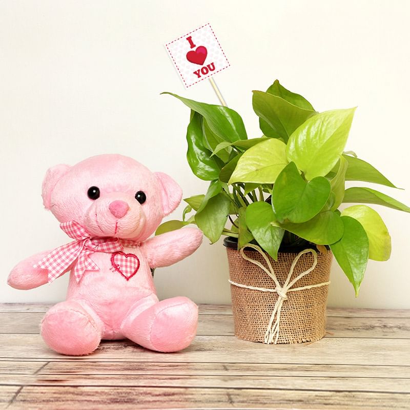 Cuddly Love Money Plant and Teddy Combo