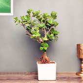 Buy Cute Ficus Iceland Bonsai Plant Online