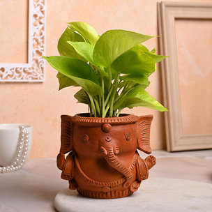 Cute Ganesha Pot WIth Money Plant 