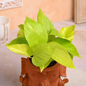 Cute Ganesha Pot With Money Plant Online