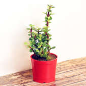 Cute Jade Plant in a Vase