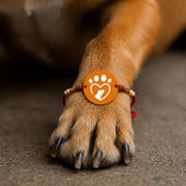 Cute Pet Lover MDF Magnet Rakhi with Heart Paw Design