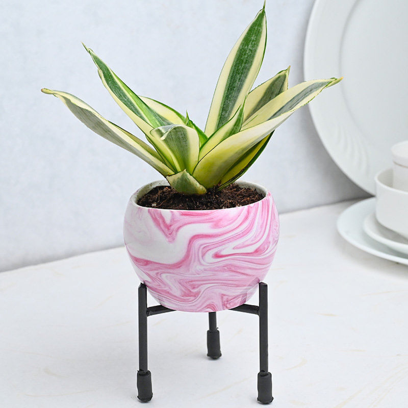 Cute Potted Milt Sansevieria