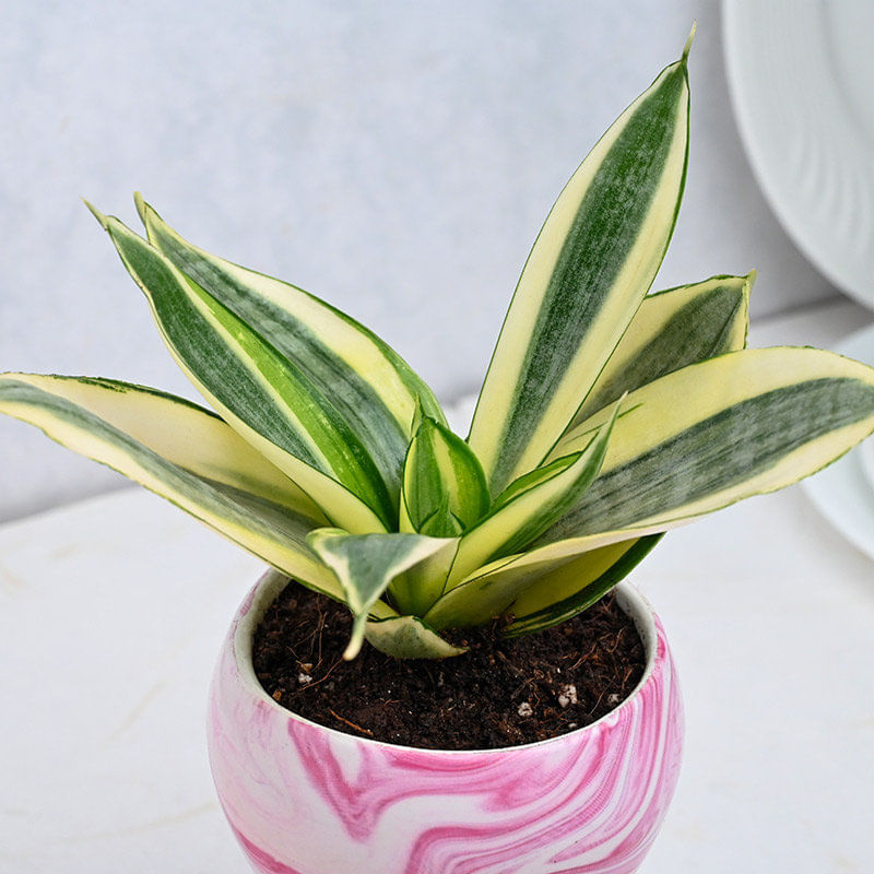 Sansevieria Plant