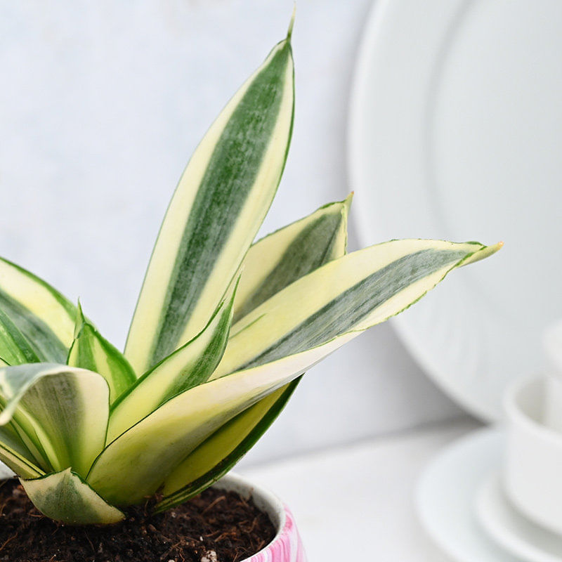 Sansevieria Plant Online