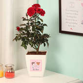 Rose Plant with Teddy Combo