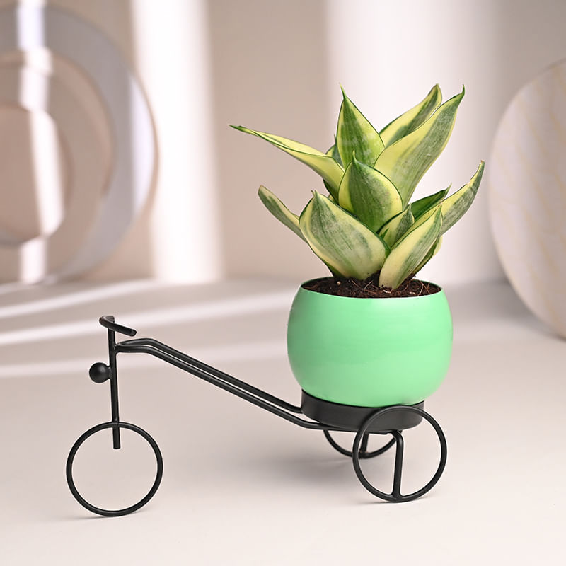 Buy Cycle Vase Sansevieria Plant Online 