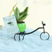 Cycle Vase Sansevieria Plant - Good Luck Plant Indoors in Bicycle Vase