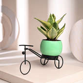 Buy Cycle Vase Sansevieria Plant Online 