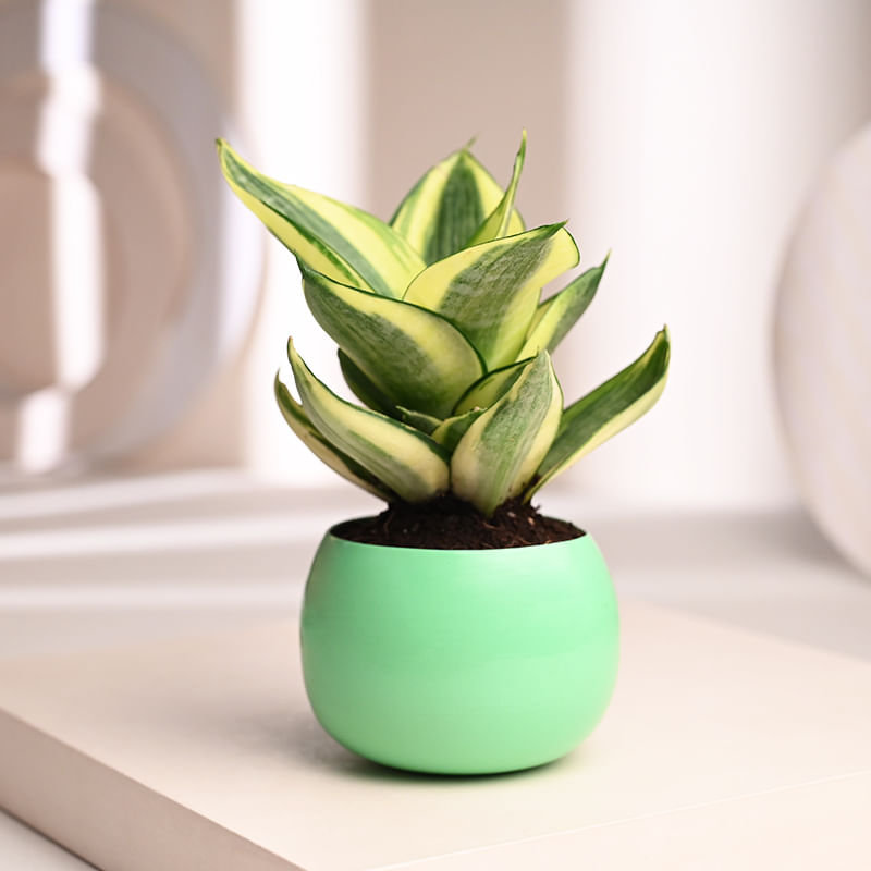 Buy Cycle Vase Sansevieria Plant Online 