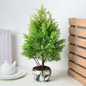 Buy Cypress Christmas Plant With Metal Pot Online